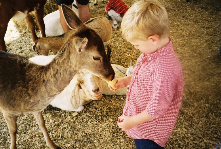 Visitors To Animal Farm Down With E-Coli Infection 